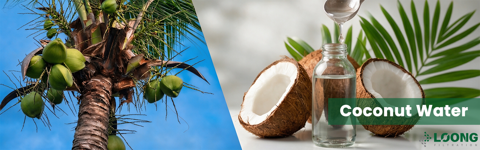 Coconut Water LOONGFiltration 2.png