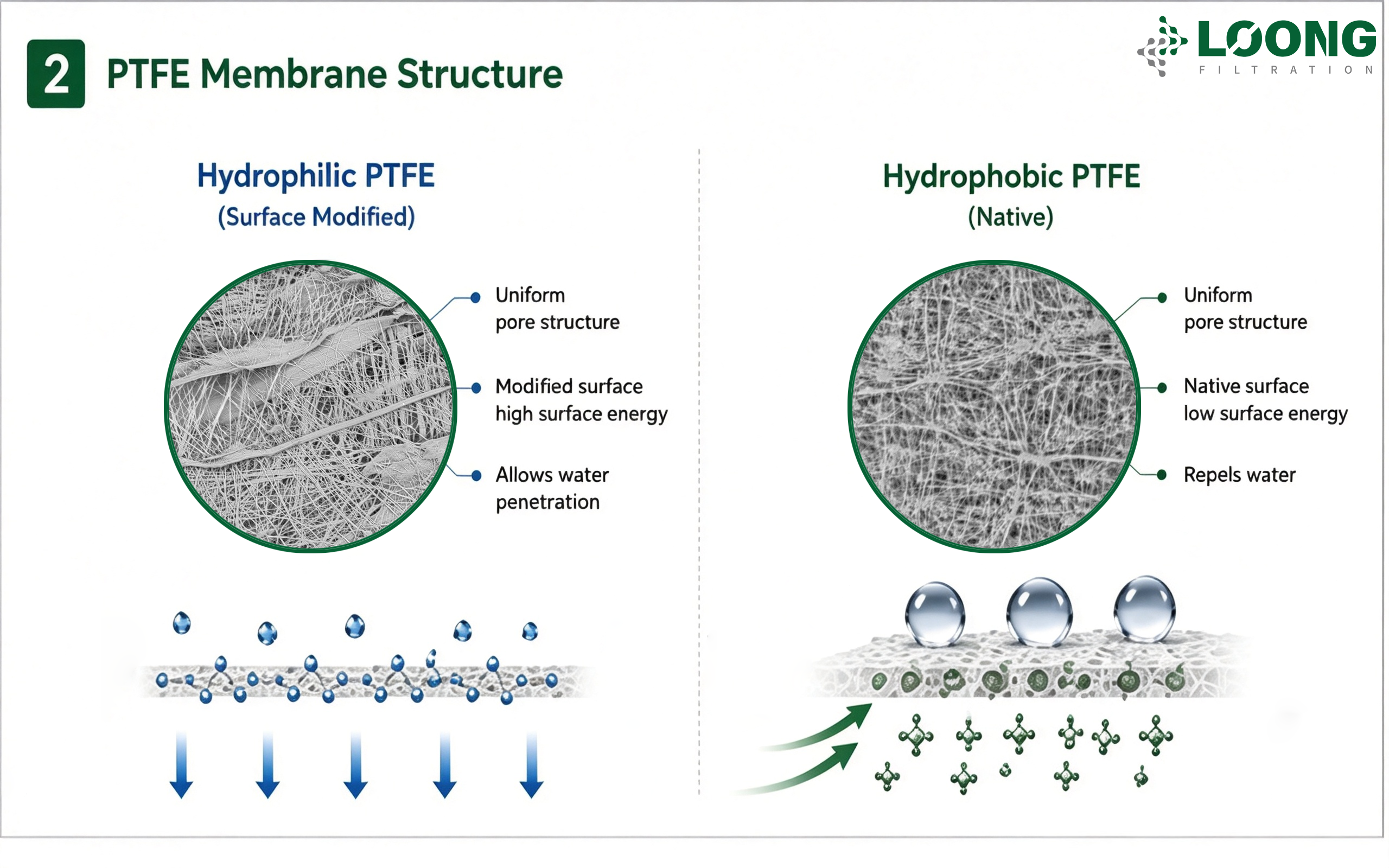 Hydrophilic Vs Hydrophobic PTFE Filters What’s The Difference LOONGFiltration 2 .png